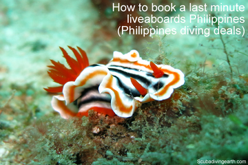 How To Book a Last Minute Liveaboards Philippines (Philippines Diving Deals)