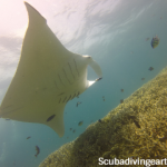 Interesting facts about manta rays