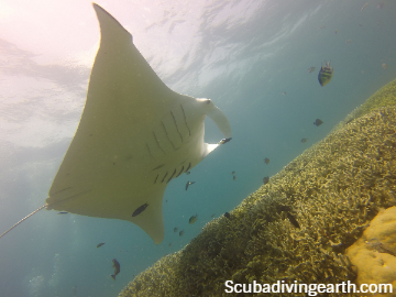 40+ Interesting Facts About Manta Rays (Oceanic Giants Of The Seas)