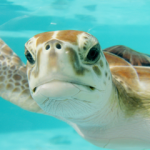 Is Barbados Good For Scuba Diving? (7 Great Dive Sites For Beginners) Is Barbados good for scuba diving