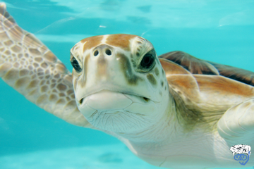 Is Barbados Good For Scuba Diving? (7 Great Dive Sites For Beginners)