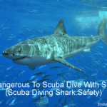 Is It Dangerous To Scuba Dive With Sharks? (Will I Be Eaten?) Is it dangerous to scuba dive with sharks - scuba diving shark safety small