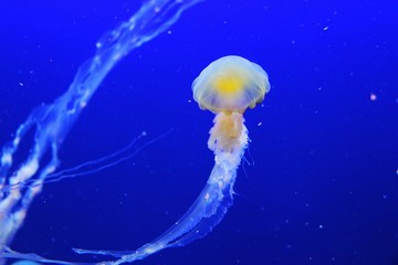 Do Wetsuits Protect Against Jellyfish Stings?