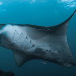 Manta Rays of Socorro Islands
