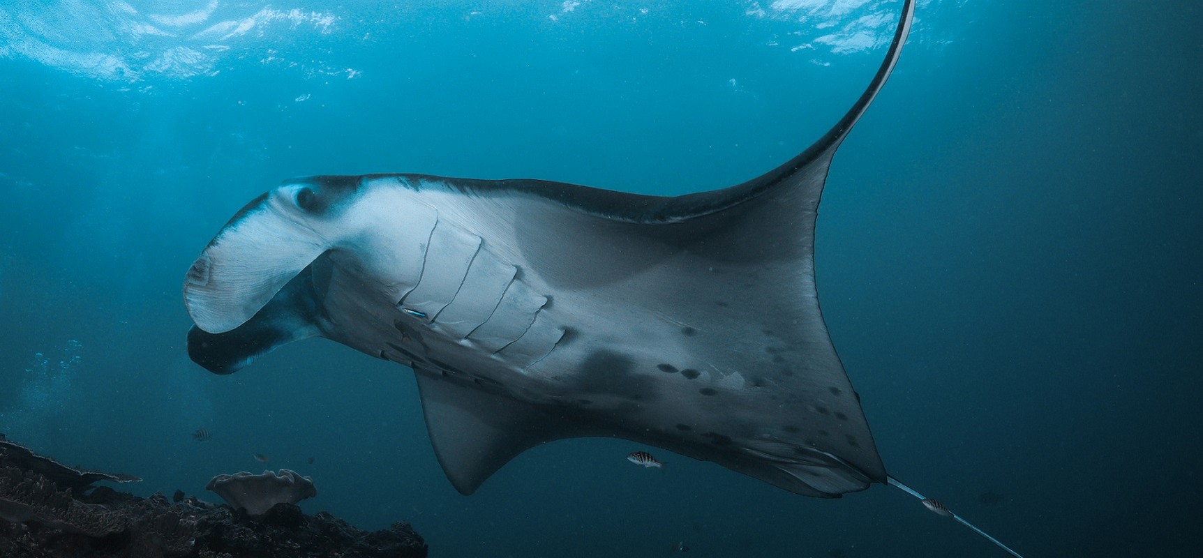 What Is The Best Time Of Year To Scuba Dive Komodo?