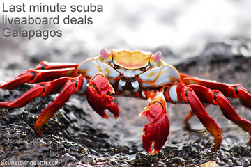 How To Book a Last Minute Galapagos Liveaboard Cruise (Galapagos Diving Deals)