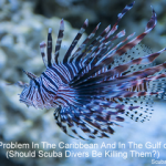Lionfish Problem In Caribbean (Should Scuba Divers Kill Them?) Lionfish problem in the Caribbean and in the Gulf of Mexico - Should scuba divers be killing them small