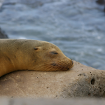 Liveaboard Single Cabin All Galapagos (Galapagos Dive And Non-Diving For Single Travellers) Liveaboard single cabin all Galapagos