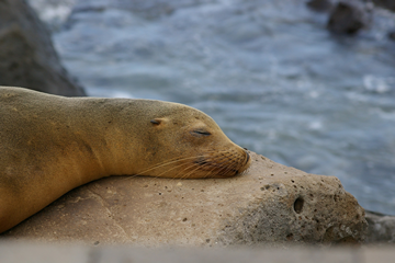 Liveaboard Single Cabin All Galapagos (Galapagos Dive And Non-Diving For Single Travellers)