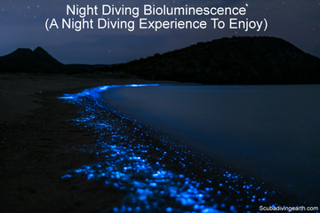 Night Diving Bioluminescence (A Night Diving Experience To Enjoy)