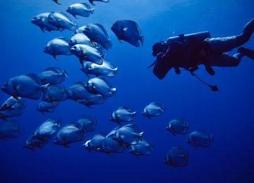 Red Sea Diving Safari: Experience The Red Sea By Liveaboard