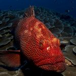 Red Sea Liveaboard Diving
