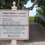 Red Tide Florida: The Affects on Swimmers, Divers & Snorkelers Red Tide Florida - The Affects on Swimmers Divers + Snorkelers small