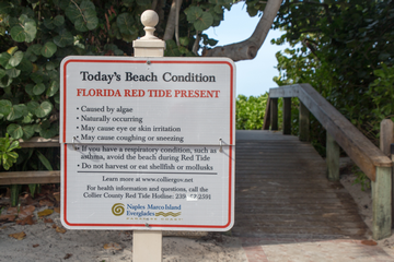 Red Tide Florida: The Affects on Swimmers, Divers & Snorkelers