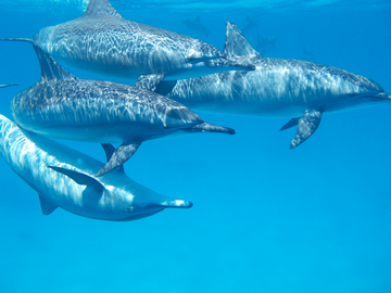 Sataya Reef (Dolphin Reef): Snorkel + Dive With Dolphins