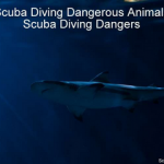 Scuba Diving Dangerous Animals (Scuba Diving Dangers) Scuba Diving Dangerous Animals - Scuba Diving Dangers small