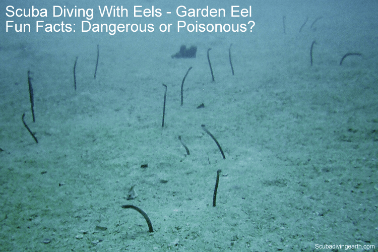 Scuba Diving With Eels (Garden Eel Fun Facts: Dangerous or Poisonous?)
