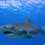 Scuba Diving With Sharks FAQs (The Good, The Bad and The Ugly) Scuba Diving With Sharks FAQs - The Good, The Bad and The Ugly small