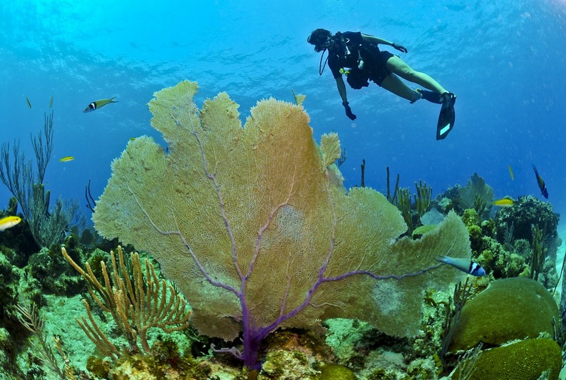 Is It Safe To Dive In The Red Sea (Safety Considerations)