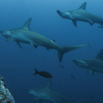 Scuba diving in Cocos Island: The Best Cocos Islands Dive Sites Scuba diving in Cocos Island - The Best Cocos Islands Dive Sites small - hammerheads