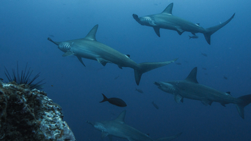 Scuba diving in Cocos Island: The Best Cocos Islands Dive Sites