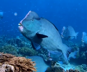 Scuba Diving The Indonesian Forgotten Islands By Liveaboard