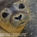 Farne Islands Diving With Seals (Best UK Place To Scuba Dive With Seals) Scuba diving with seals in the Farne Islands is one of the best places in the UK to see them small