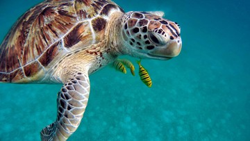 Marine life found in Indonesia