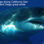 Shark Cage Diving San Diego, California (San Diego Great White Shark) Shark cage diving California San Diego - Sand Diego great white shark