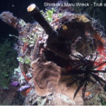 Scuba Dive The Shinkoku Maru Wreck Of Truk Lagoon (Details Of Truk Lagoon Wrecks) Shinkoku Maru Wreck - Truk or Chuuk Lagoon small