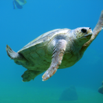 Single cabin diving liveaboard Bahamas