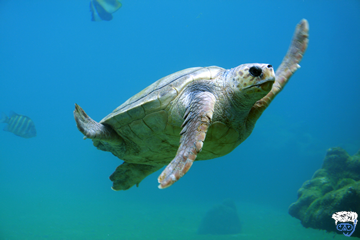 Single Cabin Diving Liveaboard Bahamas (Bahamas For Single Divers)