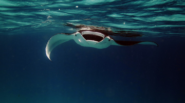 Snorkelling vs Scuba Diving In Maldives: Which Is Better?
