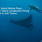 Socorro Island Manta Rays - Socorro Island Liveaboard Diving and How to Get There smaller