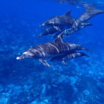 St. John's Island (Jazirat Zabargad) Diving Egypt (Red Sea) Dolphins at St. John's Island - Jazirat Zabargad Diving Egypt - Red Sea small
