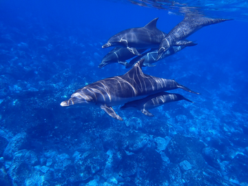 St. John’s Island (Jazirat Zabargad) Diving Egypt (Red Sea)