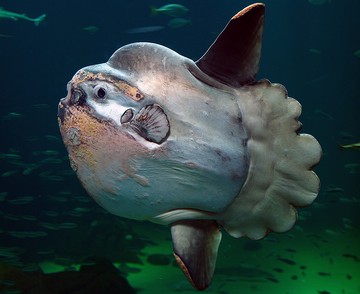 What Fish Are Found In Indonesia?