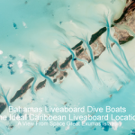 The Best Bahamas Liveaboard Dive Boats (Caribbean Liveaboard Cruises) The best Bahamas liveaboard dive boats - The Ideal Caribbean Liveaboard location small