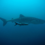 The best budget diving liveaboard Thailand