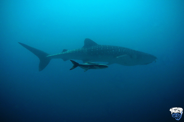 The Best Budget Diving Thailand Liveaboards (6 Cheap Thailand Liveaboards)