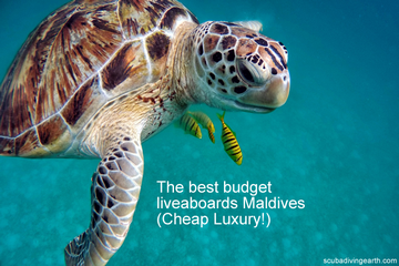 The 9 Best Budget Dive Liveaboards Maldives (Cheap Luxury!)