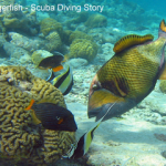 Titan Triggerfish Breeding Season (Scuba Diving Story In The Red Sea) Titan Triggerfish A Scuba diving story of the Titan Triggerfish breeding season small
