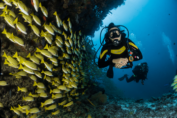 What Are The Basics of Scuba Diving For Beginners?