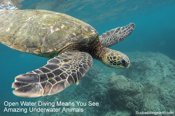 What Are The Different Types Of Scuba Diving? (What’s Best For You?)