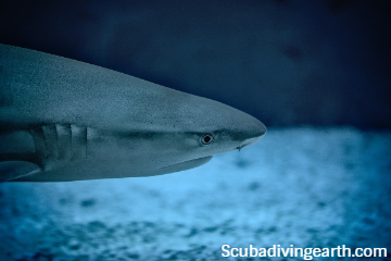 What Are The Similarities Between Sharks And Rays (14 Characteristics)