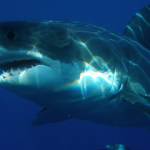 What Are Three Interesting Facts About The Great White Shark? (Plus 50 Cool Facts) What are three interesting facts about the great white shark small