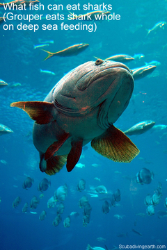 What Fish Can Eat Sharks (Grouper Eats Shark Whole On Deep Sea Feeding)