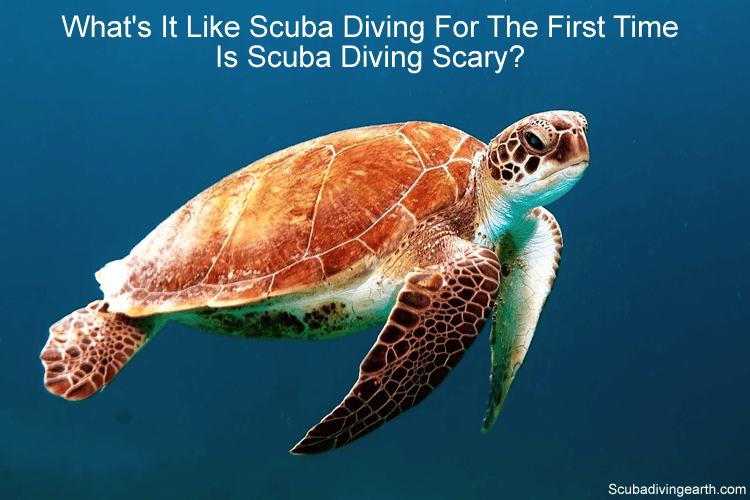 What is It Like Scuba Diving For The First Time (Is Scuba Diving Scary?)
