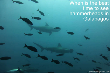 When is The Best Time to See Hammerheads in Galapagos Islands?