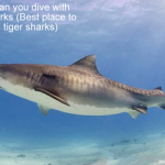 Where can you dive with tiger sharks - Best place to dive with tiger sharks small